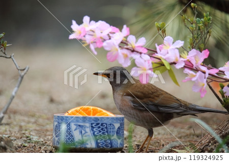 庭に飛んで来たシロハラ鳥、 庭に飛んで来たシロハラ鳥、 119324925