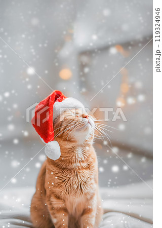 Cute ginger cat sitting in Santa Claus red hat on light background 119324946