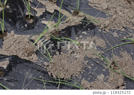 タマネギ定植して六時間と四日間の生育差 タマネギ定植して六時間と四日間の生育差 119325172
