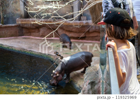 Girl looking on Hippopotamus amphibius or hippo 119325969