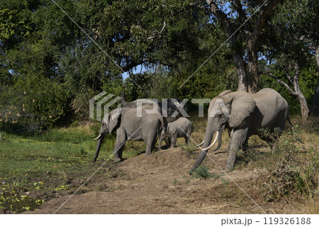 African Elephant drinking 119326188