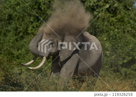African Elephant dusting 119326258