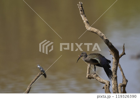 Hadada Ibis 119326390