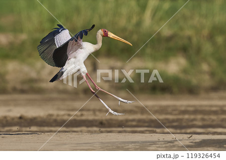 Yellow-billed Stork landing 119326454
