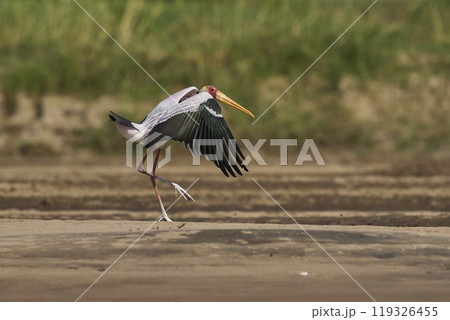 Yellow-billed Stork landing 119326455