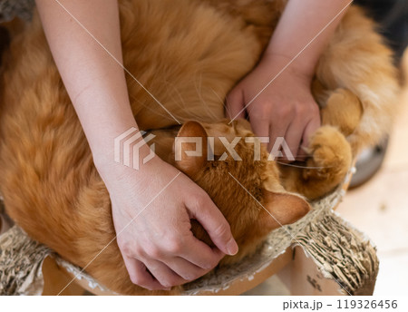 猫を撫でる　茶トラ猫 119326456