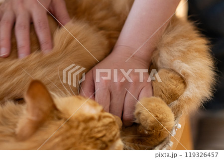猫を撫でる　茶トラ猫 119326457
