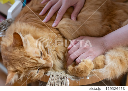 猫を撫でる　茶トラ猫 119326458