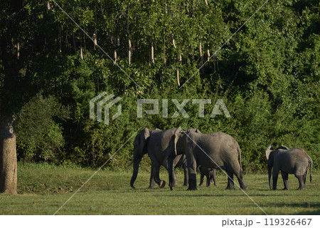 African Elephant crossing a gulley African Elephant crossing a gulley 119326467