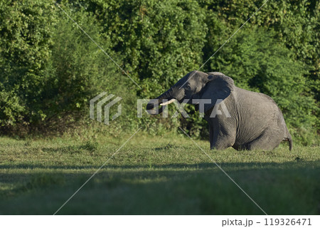 African Elephant crossing a gulley 119326471
