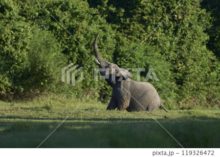 African Elephant crossing a gulley 119326472
