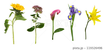 Set of flowers (sunflower, lily, iris, calla, hylotelephium telephium) isolated 119326496
