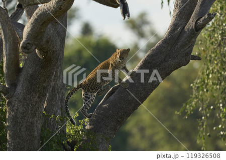 Leopard climbing a tree 119326508