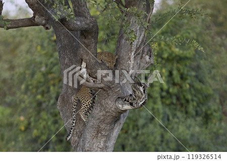 Leopard climbing a tree Leopard climbing a tree 119326514