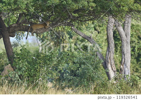 Leopard in a tree Leopard in a tree 119326541