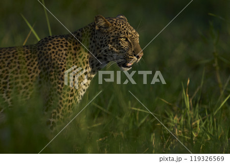 Leopard in the grass 119326569