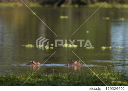 Hippopotamus in a lagoon Hippopotamus in a lagoon 119326602