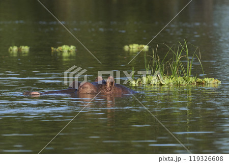 Hippopotamus in a lagoon Hippopotamus in a lagoon 119326608