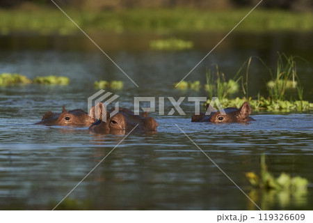 Hippopotamus in a lagoon Hippopotamus in a lagoon 119326609