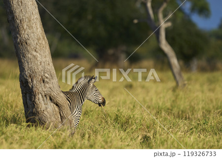 Crawshay's zebra 119326733