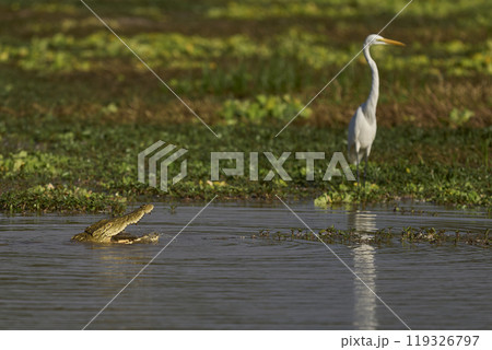 Nile Crocodile Nile Crocodile 119326797