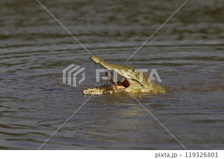 Nile Crocodile Nile Crocodile 119326801