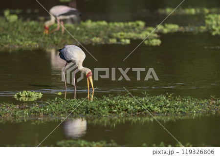 Yellow-billed Stork fishing Yellow-billed Stork fishing 119326806
