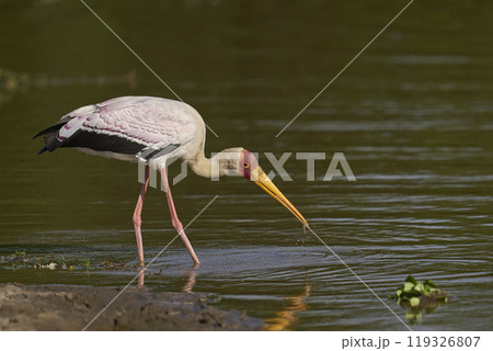 Yellow-billed Stork fishing Yellow-billed Stork fishing 119326807
