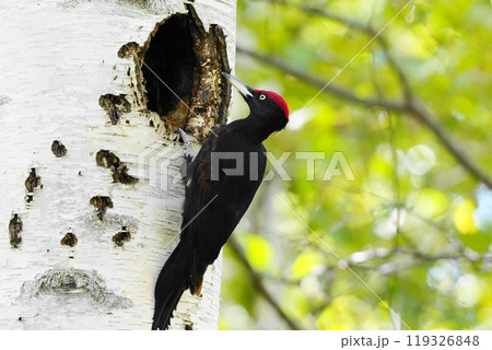 木に止まるクマゲラ 119326848