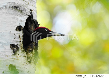 巣穴から顔を出すクマゲラ 119326850