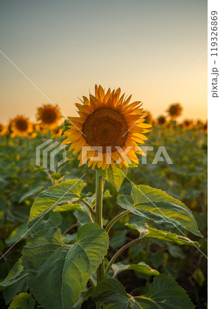 Field sunflowers in the warm light of the setting sun. Summer time. Concept agriculture oil production growing. 119326869