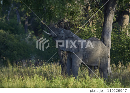 Large bull African Elephant feeding on a tree Large bull African Elephant feeding on a tree 119326947