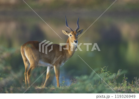 Male Puku Male Puku 119326949