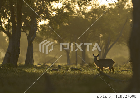 Waterbuck in wooded area of the Luangwa Valley 119327009