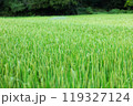 青々とした稲 119327124