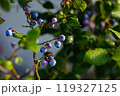 みずみずしい木の実 119327125
