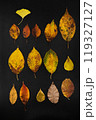 紅葉した葉の表面 119327127