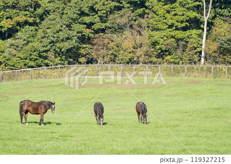 早朝のサラブレッド生産牧場 競走馬 北海道 早朝のサラブレッド生産牧場 競走馬 北海道 119327215
