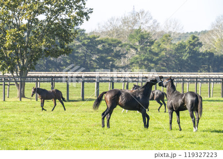 早朝のサラブレッド生産牧場　競走馬　北海道 119327223