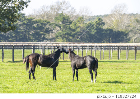 早朝のサラブレッド生産牧場 競走馬 北海道 早朝のサラブレッド生産牧場 競走馬 北海道 119327224