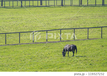 早朝のサラブレッド生産牧場 競走馬 北海道 早朝のサラブレッド生産牧場 競走馬 北海道 119327232