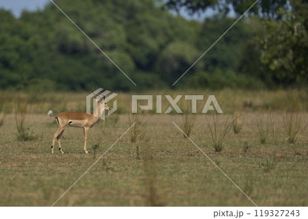 Male Impala 119327243