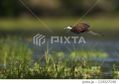 African Jacana 119327246