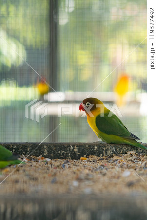 colorful parrot sits on a branch colorful parrot sits on a branch 119327492