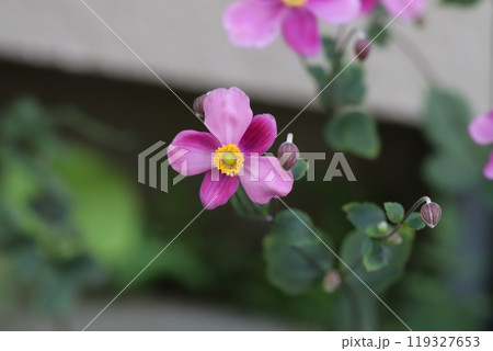 秋の庭に咲くピンク色のシュウメイギクの花 119327653