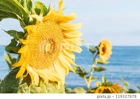 海辺に咲くひまわり 119327878