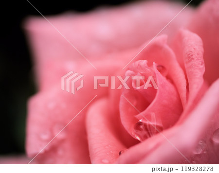 10月に咲いた美しいピンク色のバラの花「プリンセス･アイコ」 119328278