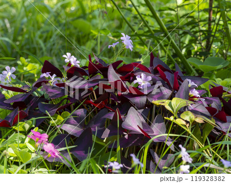 野原に咲いたオキザリスの花 119328382
