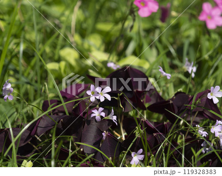 野原に咲いたオキザリスの花 野原に咲いたオキザリスの花 119328383