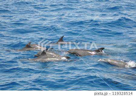 Dolphins in the sea 119328514